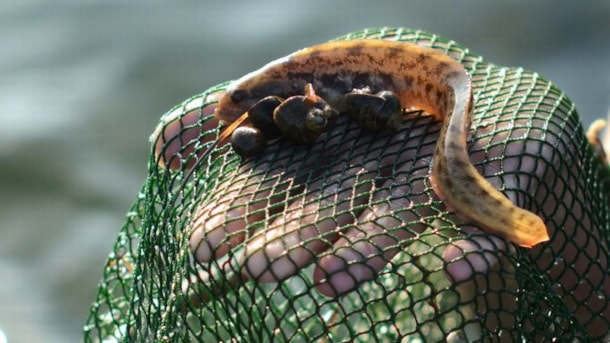 Kiss The Frog - Strynø