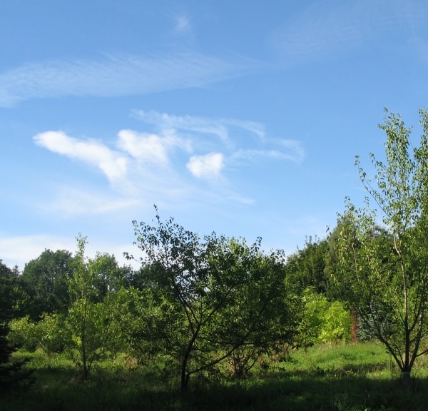 Forrestgarden Nordlangeland