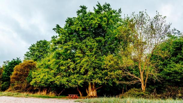 Oehlenschlägers Bøg ved Stengade Strand