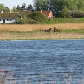 The Wild Horses - Klise Nor