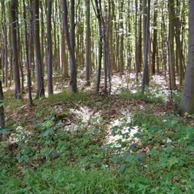 Small mounds in Stengade Forrest