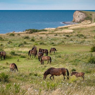 Walking Route: Among the wild horses on Sydlangeland