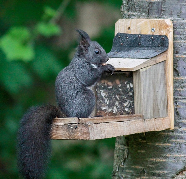 The black squirrels of North Langeland
