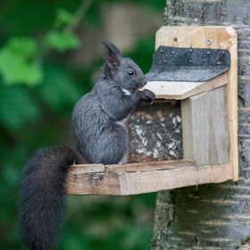 The black squirrels of North Langeland