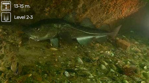 Wreck dive: Arete - The eastern part of the Langelands Belt