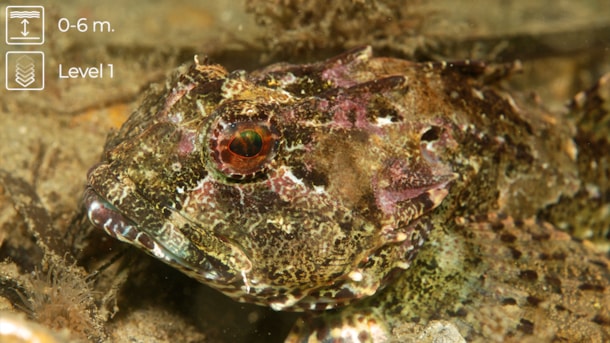 Scenic dive: Østerskov Beach - The southern part of the Langeland Belt