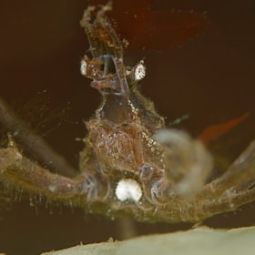 Scenic dive: Spodsbjerg North Beach - The Langeland Belt