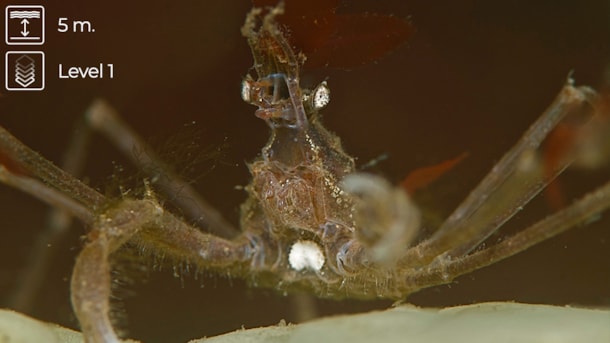 Scenic dive: Spodsbjerg North Beach - The Langeland Belt