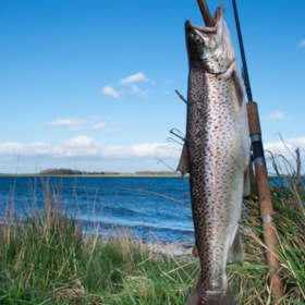 Fishing spot: Løkkeby