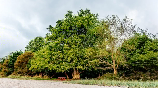 Forest: Stengade Woods (Stengade Skov)