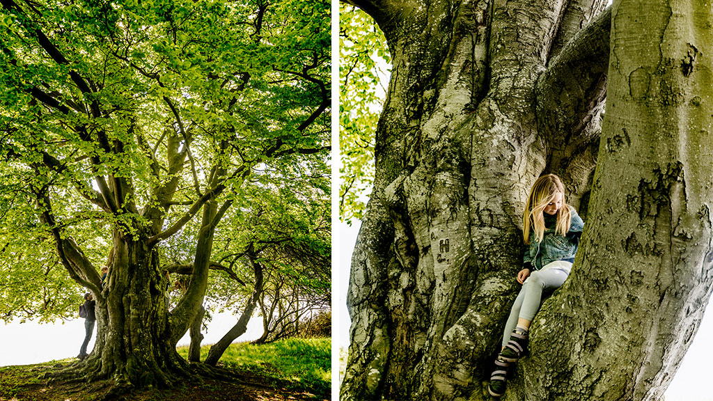 Bøgen – hvor mange skal man være til at nå rundt om den