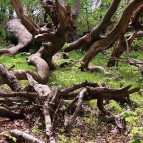 Walking Route: Vestre Stigtehave