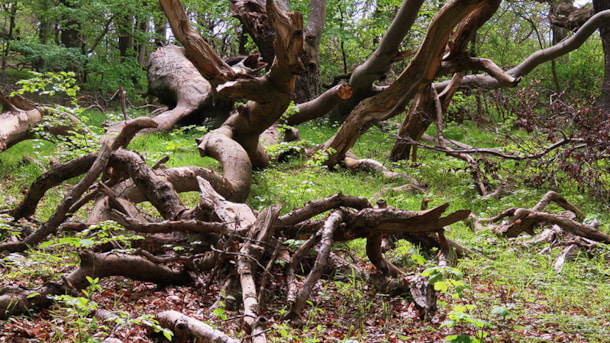 Walking Route: Vestre Stigtehave