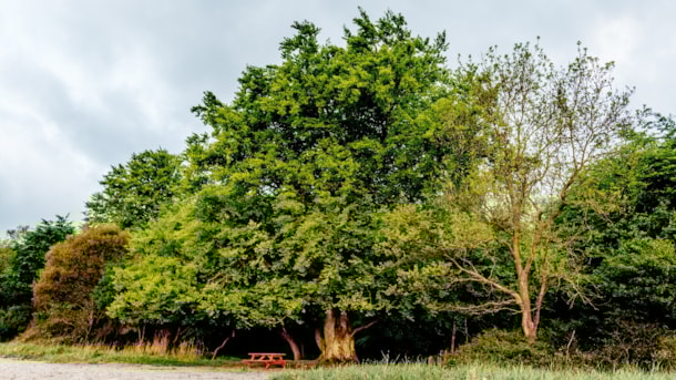 The Archipelago Trail: 12 km - Spodsbjerg - Tranekær