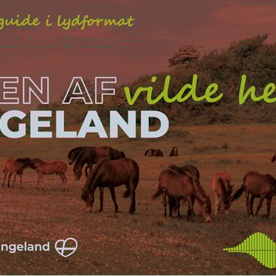 Podcast: Sounds of wild horses