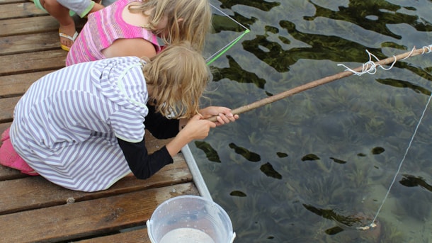 Kram Krabben – Rudkøbing Havn