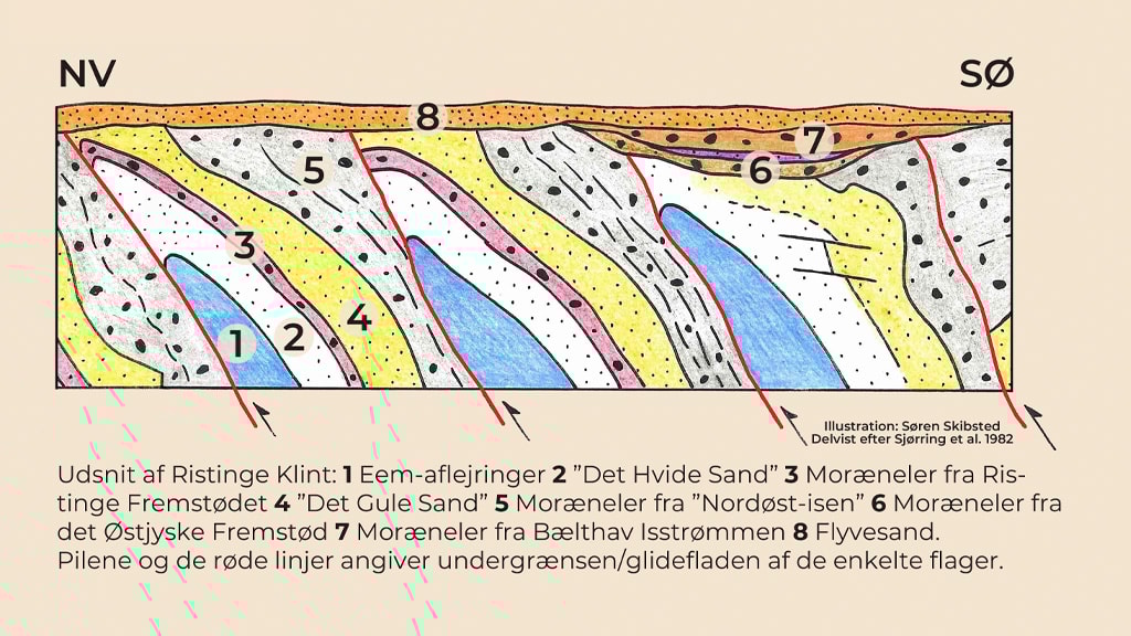 Udsnit af Ristinge Klint