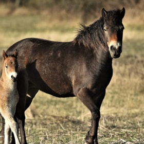 Wild horses and Cattle at Skovsgaard