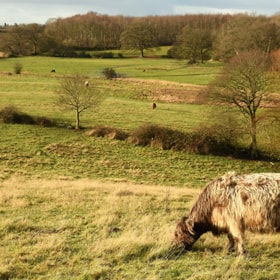 Walking Routes: Skovsgaard