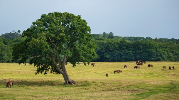 The Wild Horses - Flådet, Tranekær