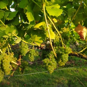 The vineyard in Tranekær – local wine tasting