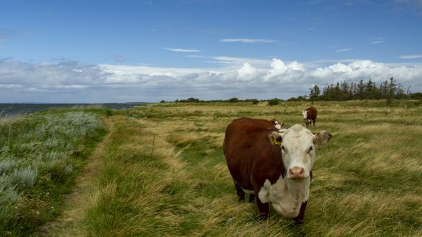 Ko på græsmark på Strynø