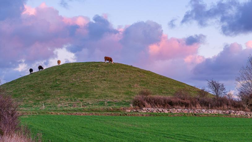 Hatbakker med kvæg i solnedgang