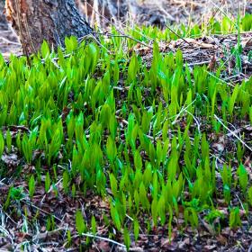 Forårsløg i skovbunden