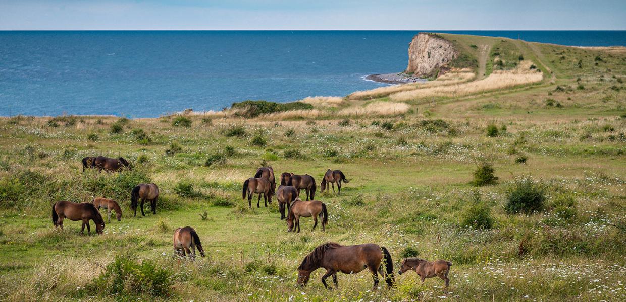 Vilde heste græsser ved Gulstav Mose