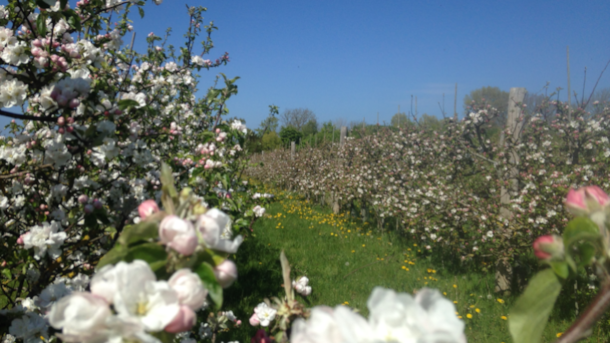 Visit Strynø fruit orchard